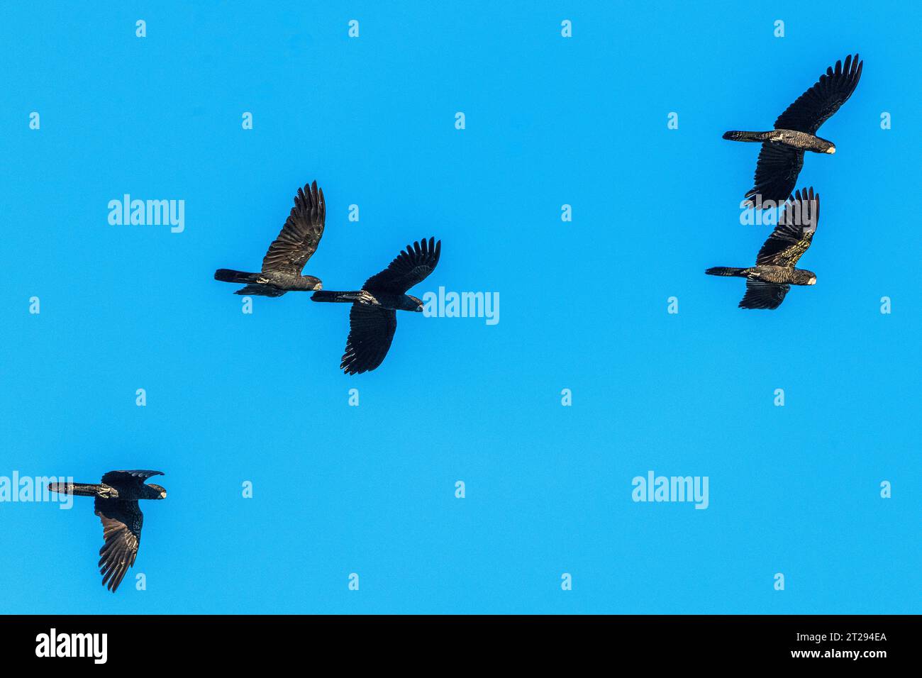 Group of redtailed black cockatoo (Calyptorhynchus banksii) in flight