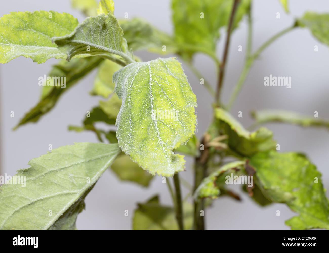A leaf affected by the oidium fungus Stock Photo