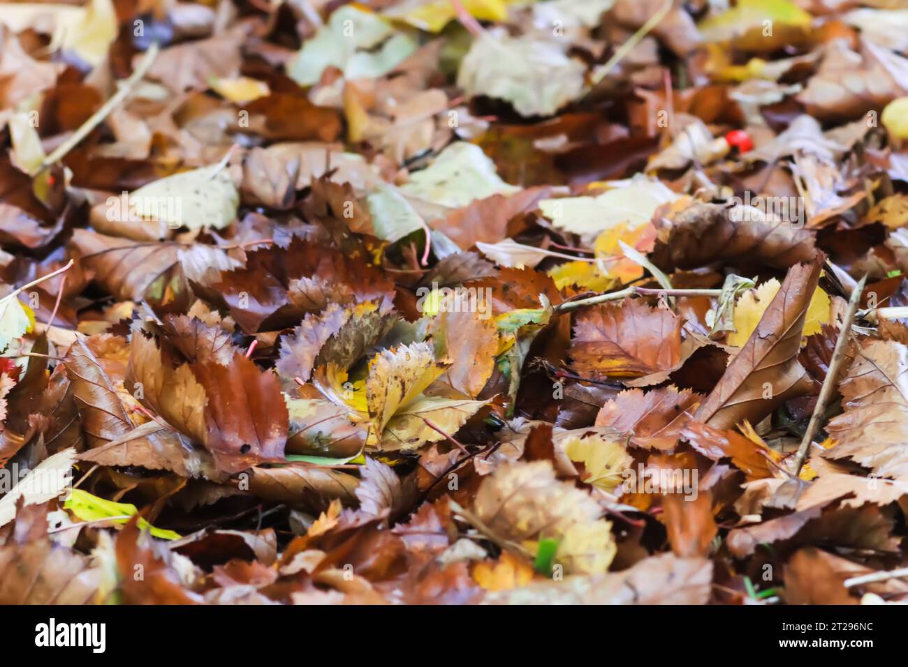Close up of fall leaves on ground in autumn park. Stock Photo