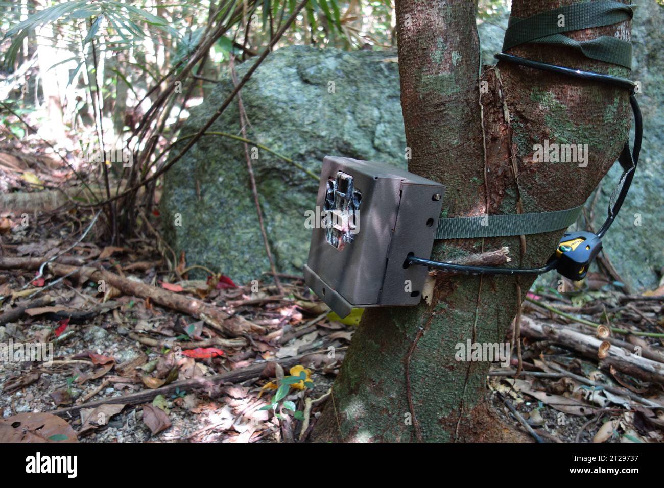 Motion-activated trail camera monitoring trail use by feral pigs, Wooroonooran National Park, near Cairns, Queensland, Australia. No PR Stock Photo
