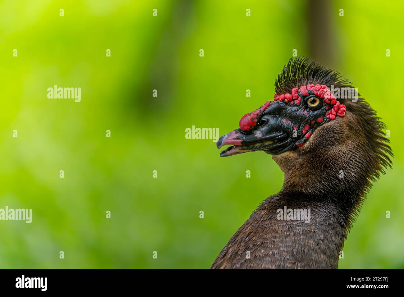 Fuller Muscovy Drake portrait of a duck close up Stock Photo