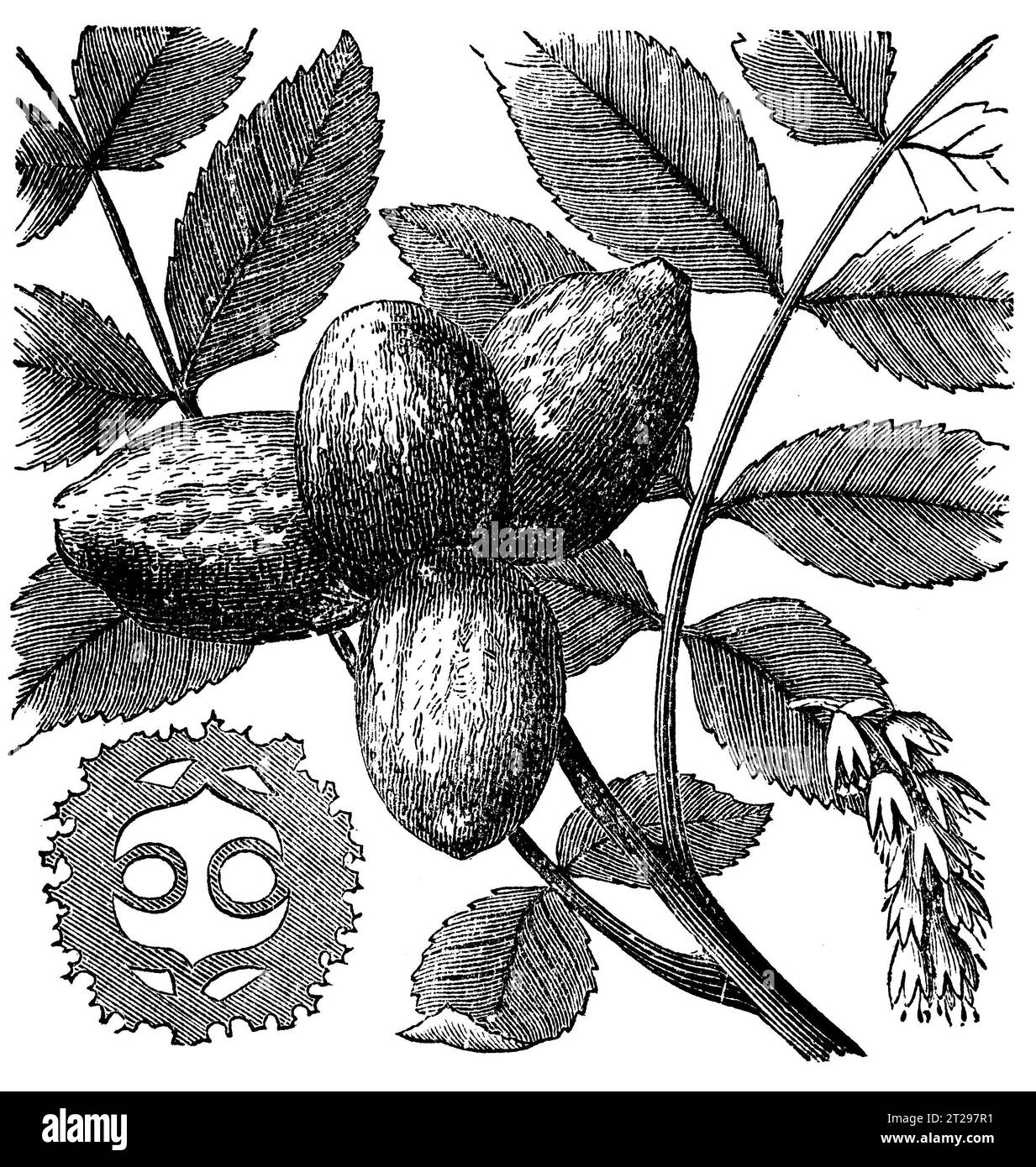 Juglans, cinerea, digitally restored illustration from 'The Condensed American Encyclopedia', published in the 19th century. Stock Photo
