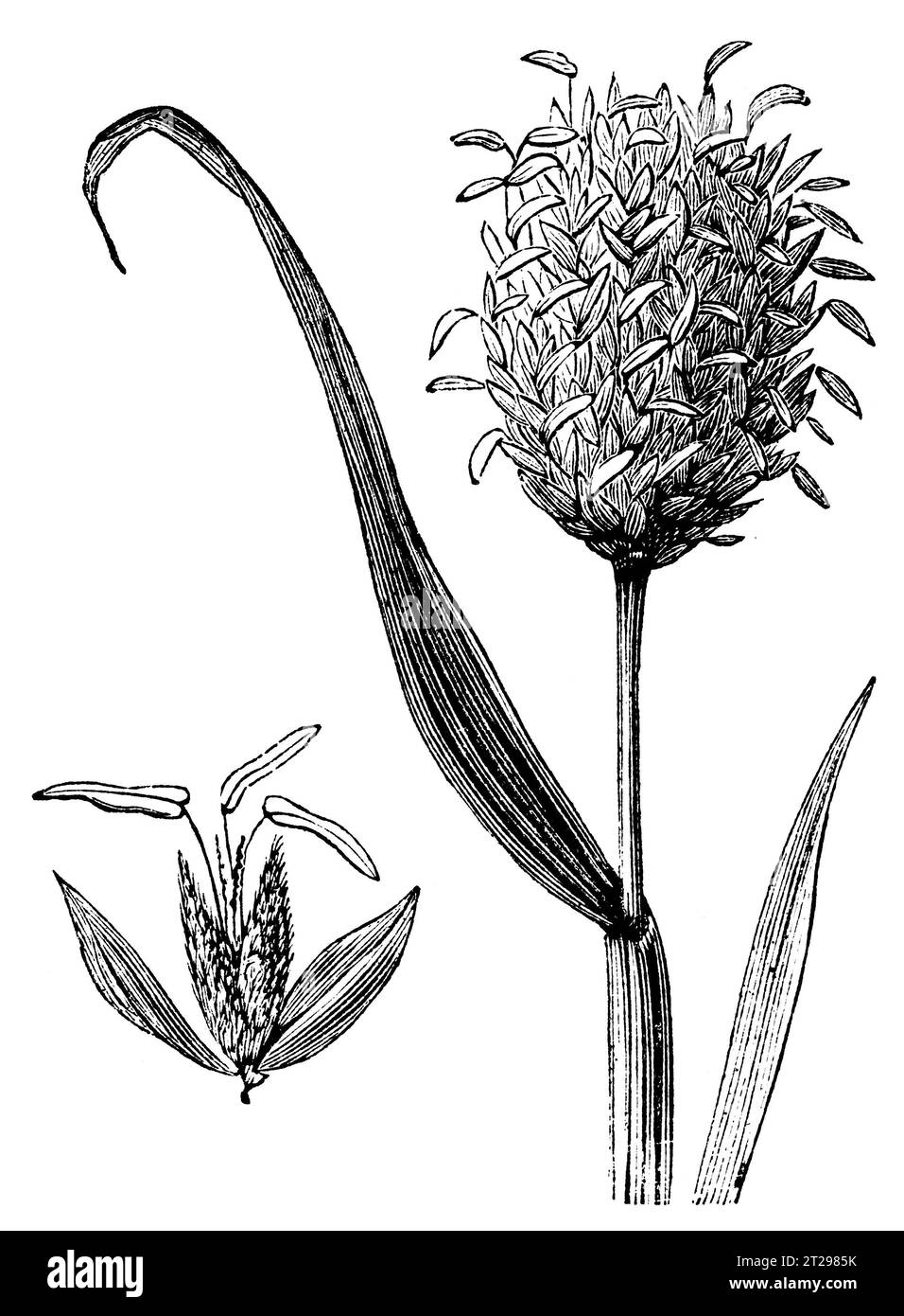 Phalaris canariensis, digitally restored illustration from 'The Condensed American Encyclopedia', published in the 19th century. Stock Photo