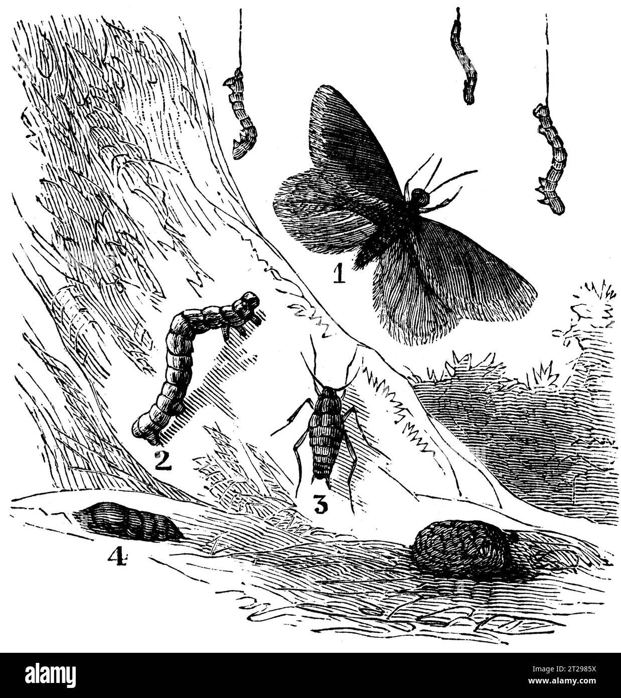 digitally restored illustration from 'The Condensed American Encyclopedia', published in the 19th century. Stock Photo