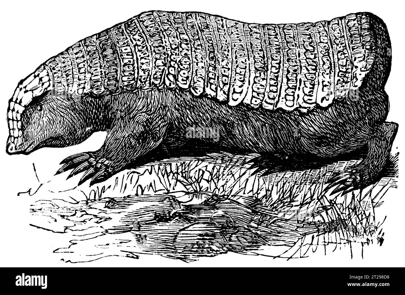Chlamyphorus truncatus, digitally restored illustration from