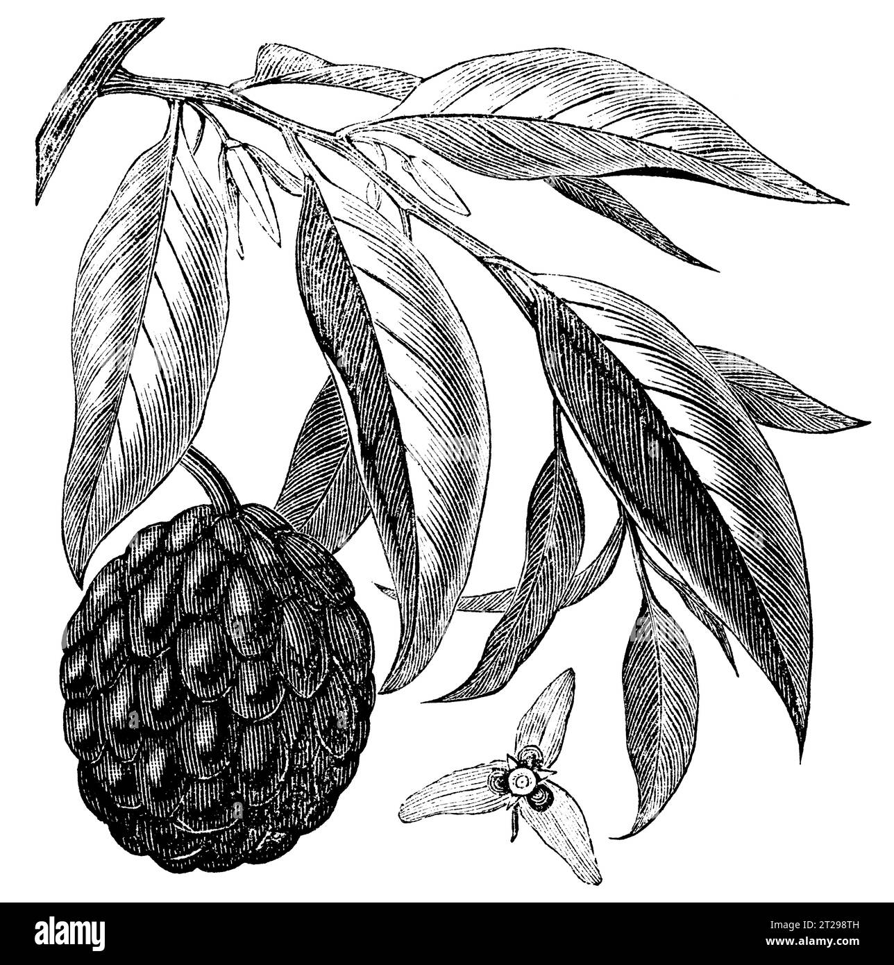 Hand Drawn African Fruits Custard Apple Vector Sketch Illustration Stock  Illustration - Download Image Now - iStock