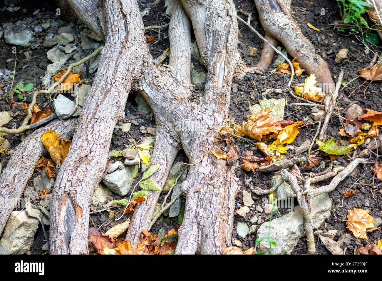 Tree of life with roots hi-res stock photography and images - Alamy