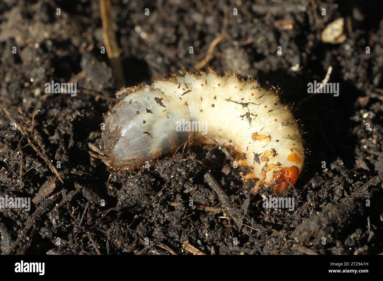 European june beetle (Amphimallon solstitiale) larva grub, Allgaeu, Bavaria, Germany Stock Photo
