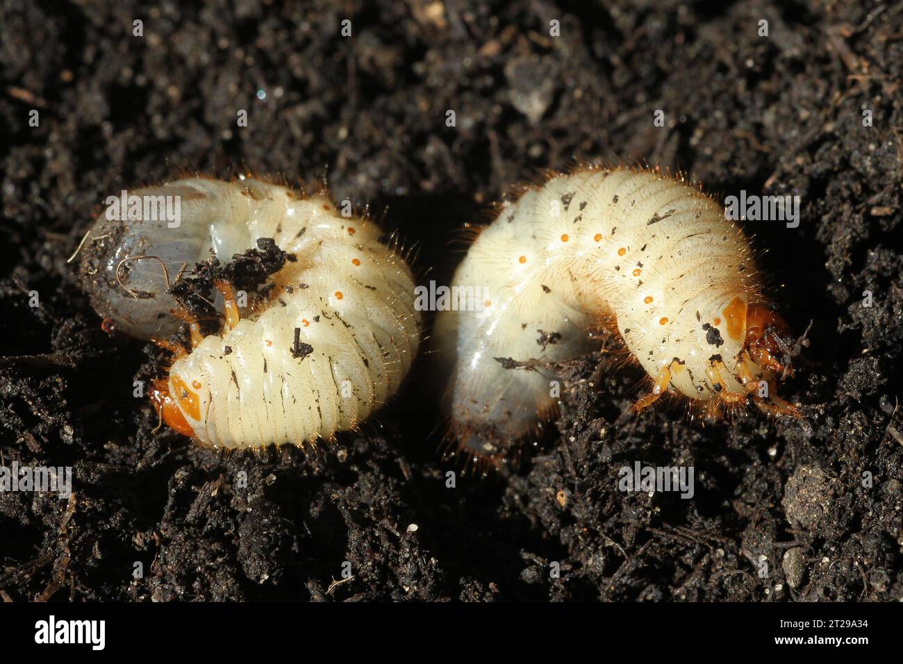 European june beetle (Amphimallon solstitiale) larvae grubs, Allgaeu, Bavaria, Germany Stock Photo