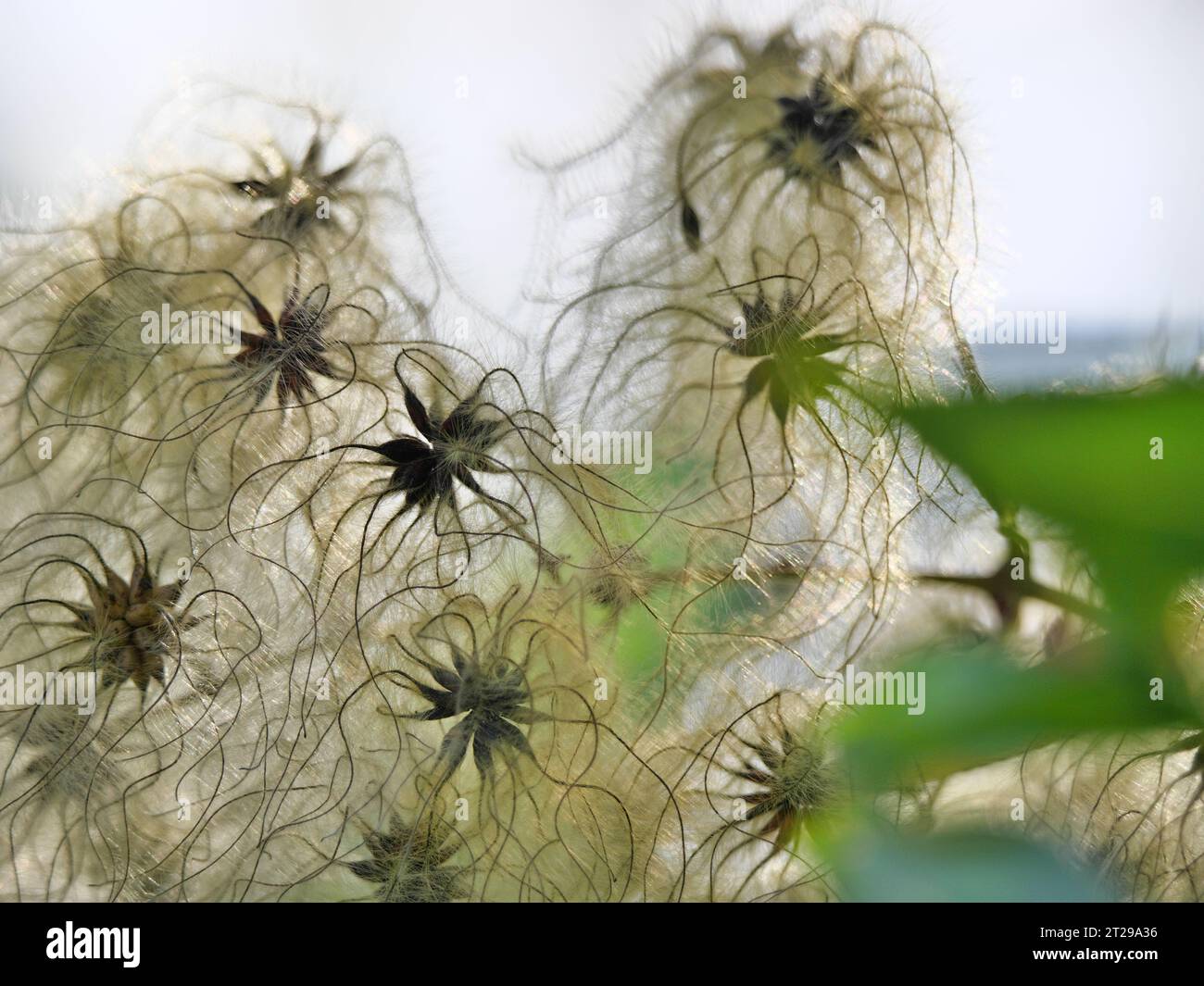 The hairy fruits of the native woodland vine Clematis vitalba in autumn