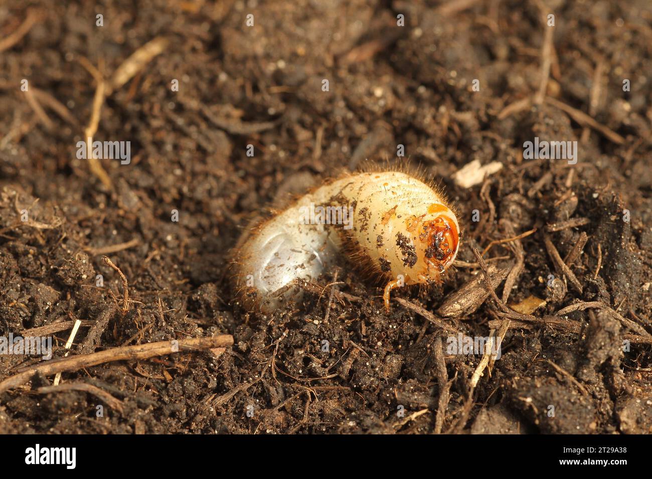 European june beetle (Amphimallon solstitiale) larva grub, Allgaeu, Bavaria, Germany Stock Photo