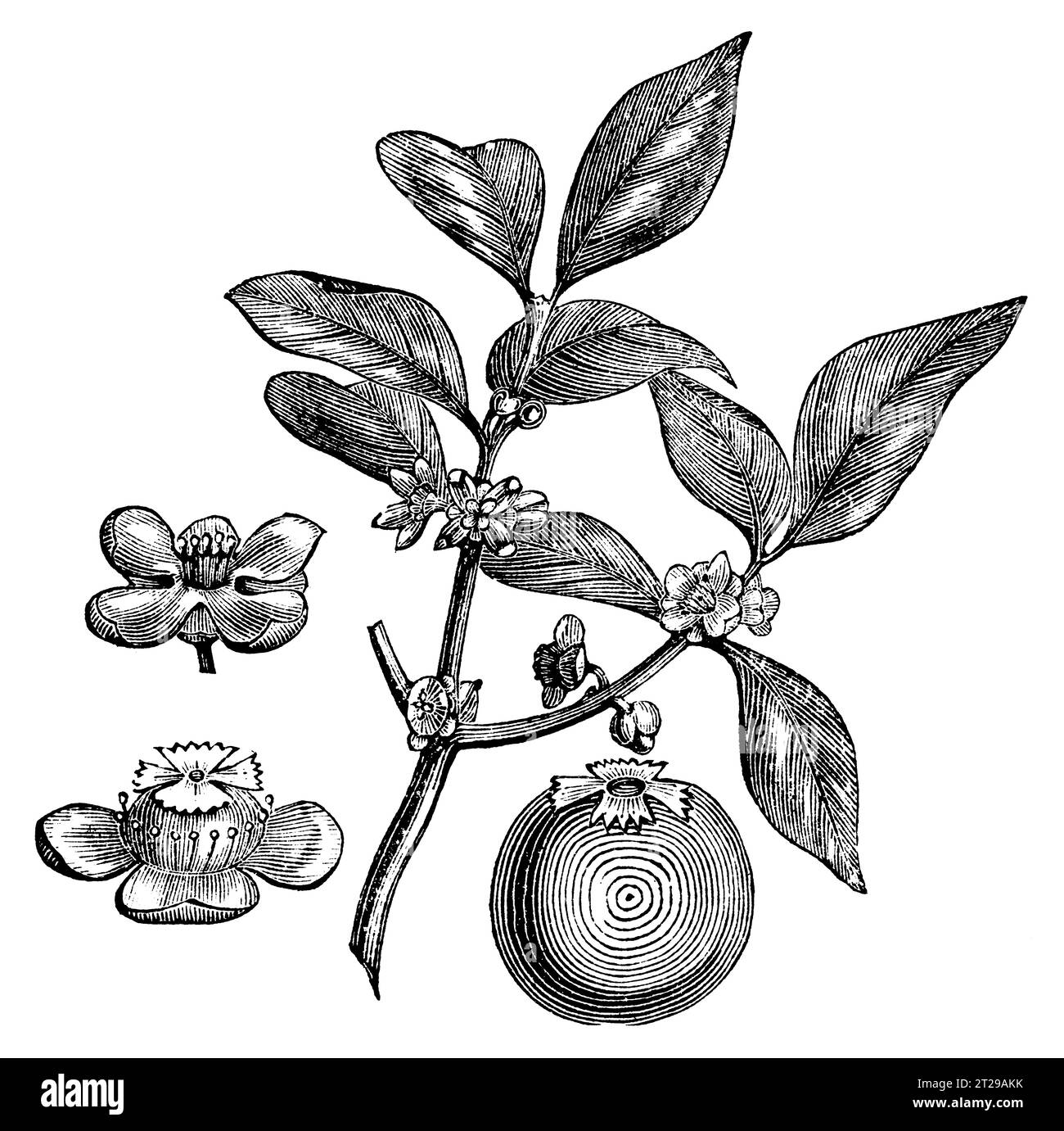Garcinia cambogia, digitally restored from 'The Condensed American Encyclopedia' published in 1882. Stock Photo