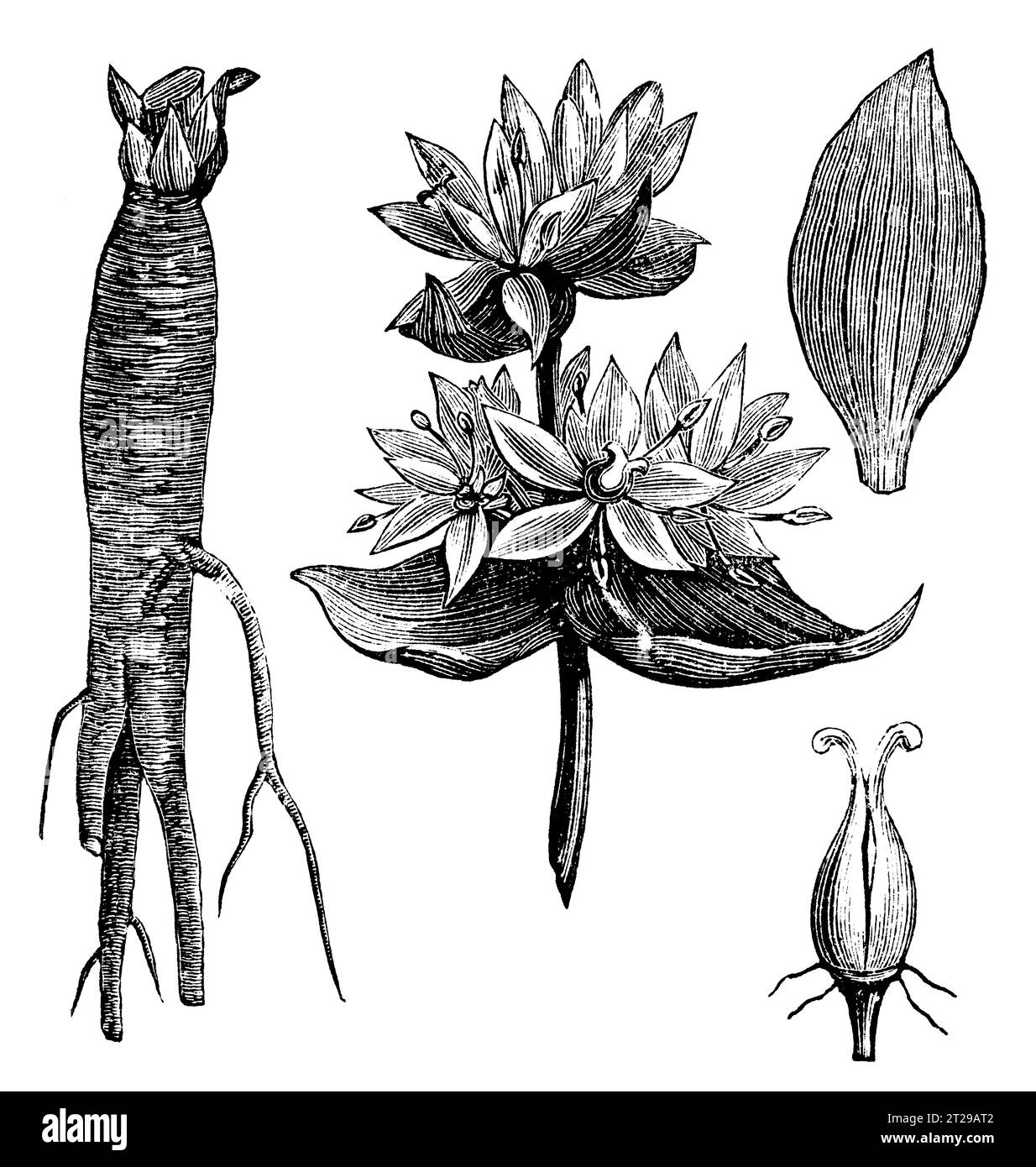 Gentiana lutea, digitally restored from 'The Condensed American Encyclopedia' published in 1882. Stock Photo
