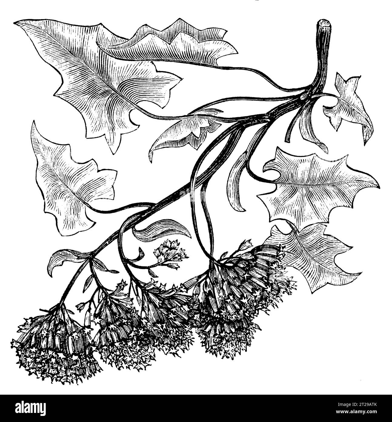Delairea odorata, digitally restored from 'The Condensed American Encyclopedia' published in 1882. Stock Photo