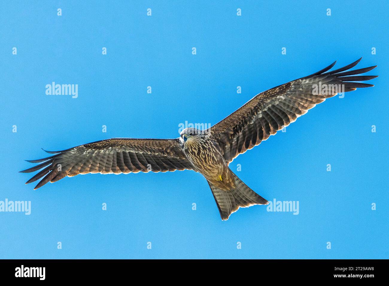 Black Kite Milvus Migrans Is A Medium sized Bird Of Prey In The black-kite-milvus-migrans-is-a-medium-sized-bird-of-prey-in-the