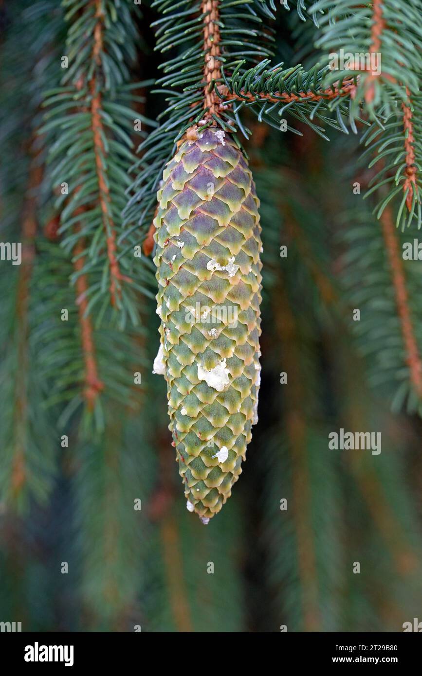 Spruce (Picea), branch with a green cone, Suedheide nature park Park, Lueneburg Heath, Lower Saxony, Germany Stock Photo
