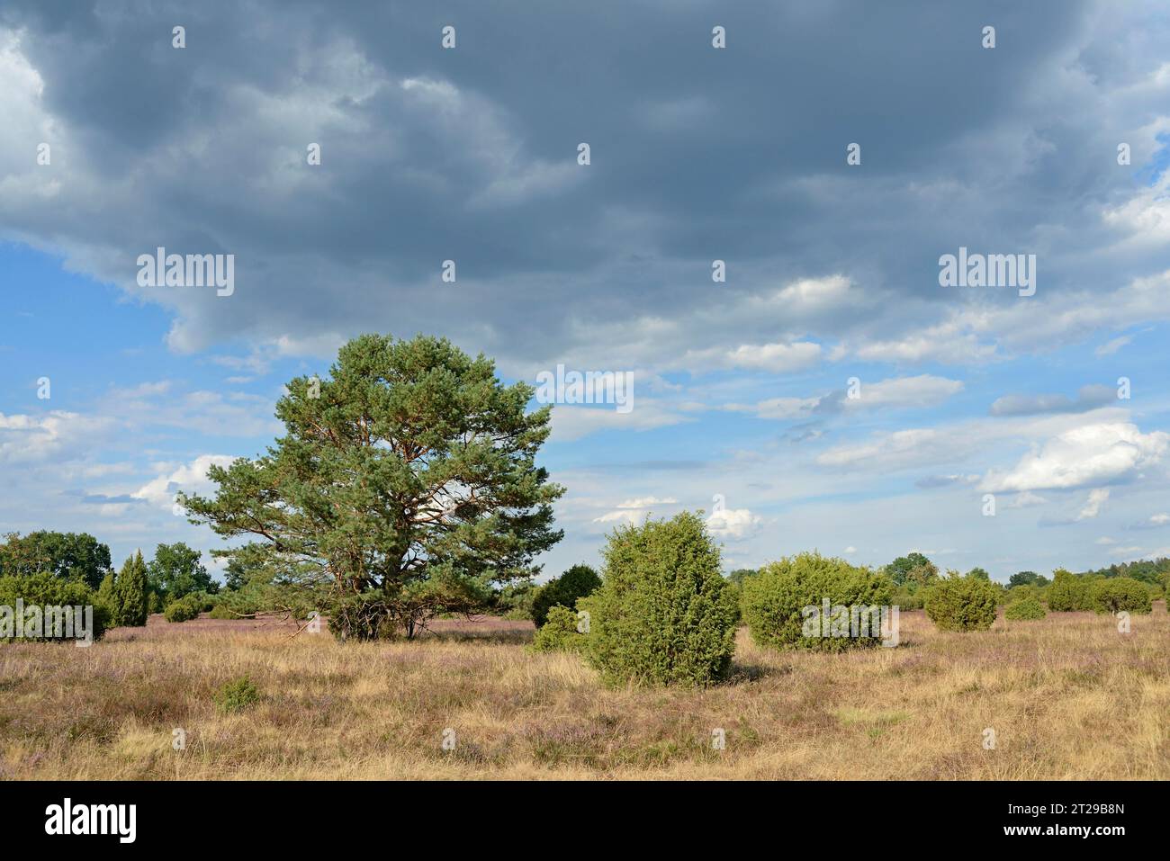 Heathland landscape, typical vegetation, pine (Pinus), solitary tree, juniper (Juniperus communis) and flowering common heather (Calluna Vulgaris) Stock Photo