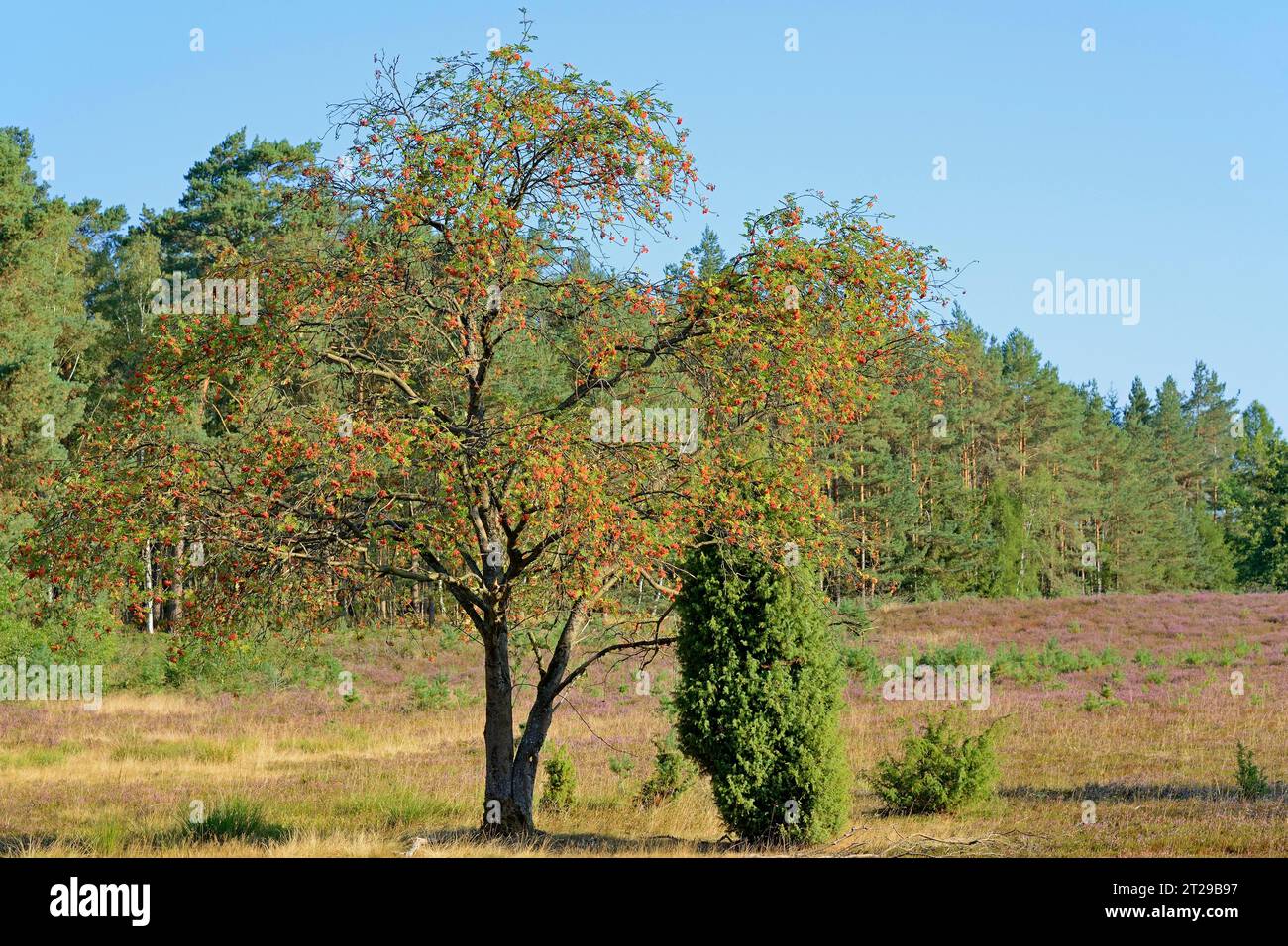 Heath landscape, typical vegetation, european rowan (Sorbus aucuparia), juniper (Juniperus communis) and flowering common heather (Calluna Vulgaris) Stock Photo