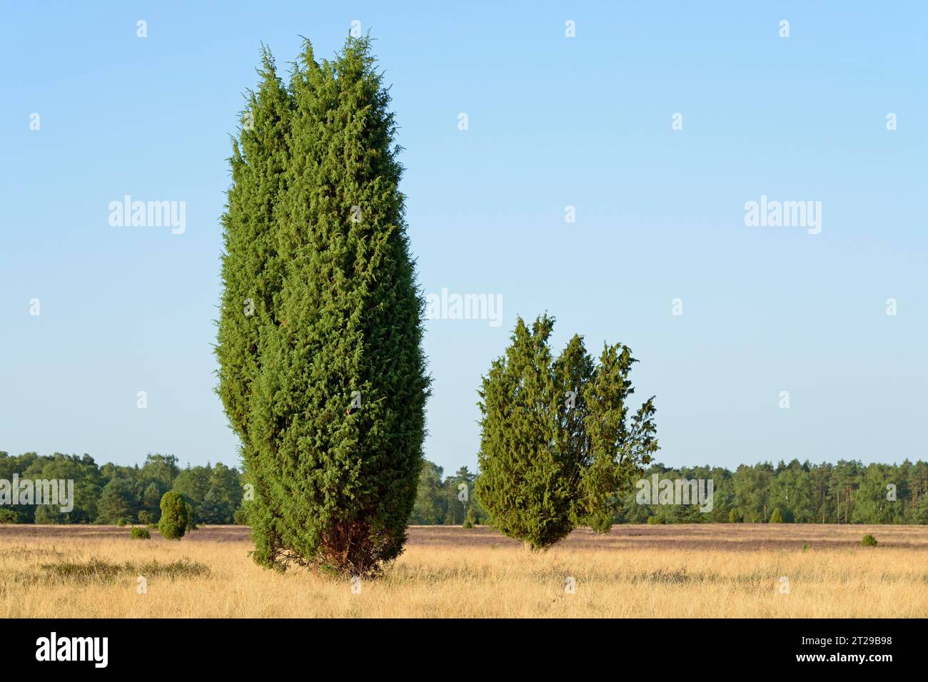 Heathland landscape, typical vegetation, single juniper (Juniperus communis) in the extensive flowering common heather (Calluna Vulgaris), true grass Stock Photo