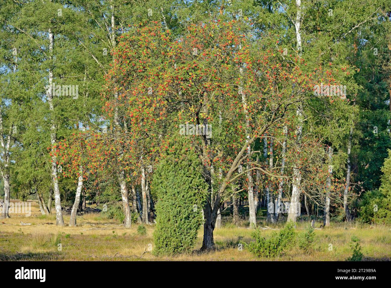 Heath landscape, typical vegetation, european rowan (Sorbus aucuparia), juniper (Juniperus communis) and flowering common heather (Calluna Vulgaris) Stock Photo