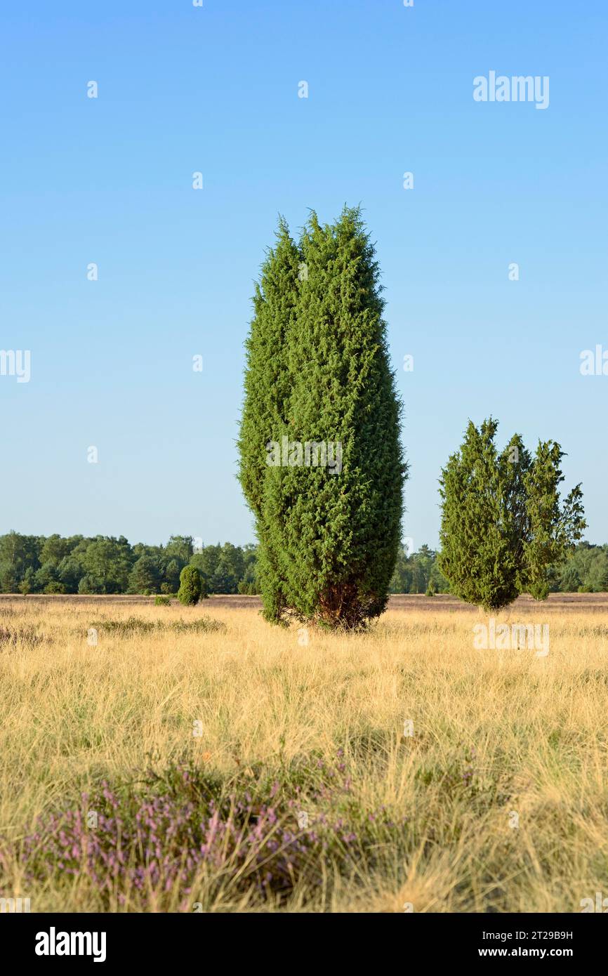 Heathland landscape, typical vegetation, single juniper (Juniperus communis) in the extensive flowering common heather (Calluna Vulgaris), true grass Stock Photo