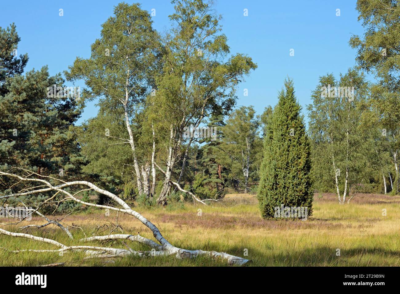 Heathland, typical vegetation, juniper (Juniperus communis), birch (Betula), pine (Pinus), deadwood and flowering common heather (Calluna Vulgaris) Stock Photo