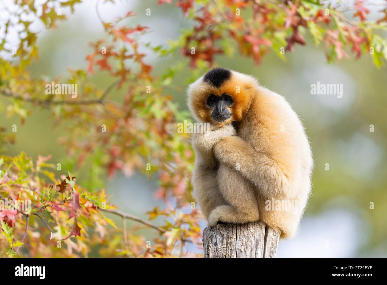 Gibbon gibbons thailand wildlife hi-res stock photography and images ...