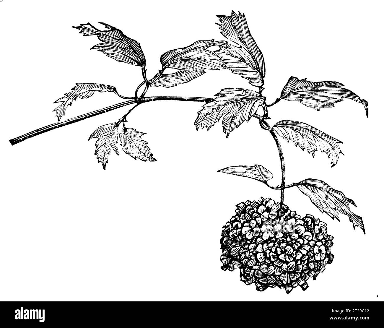 Viburnum opulus, digitally restored from 'The Condensed American Encyclopedia' published in 1882. Stock Photo