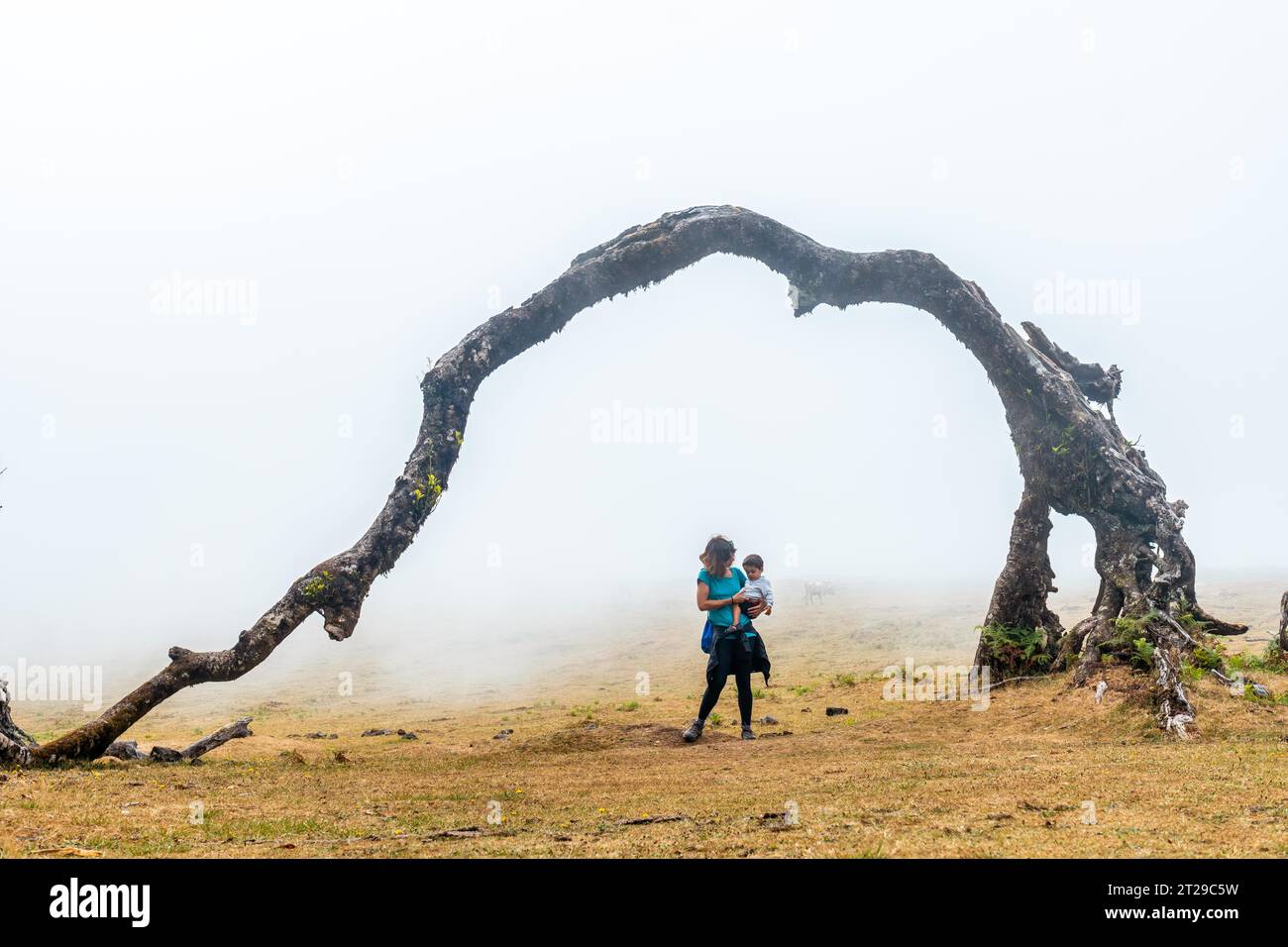 Fanal forest with fog in Madeira, thousand-year-old laurel trees, a mother in the arch of a tree Stock Photo