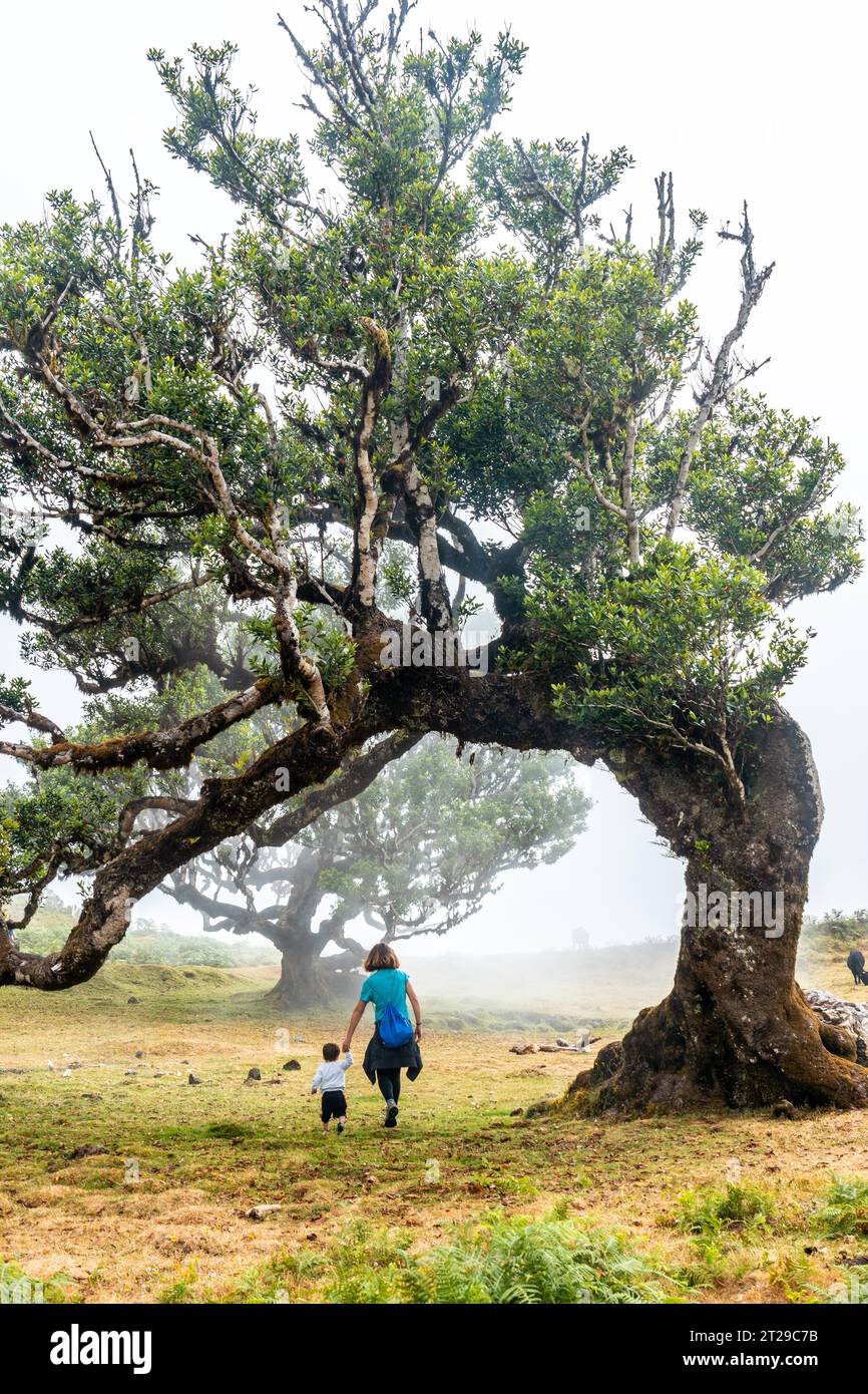 Fanal forest with fog in Madeira, mother with her baby looking at the shapes of the laurel trees Stock Photo