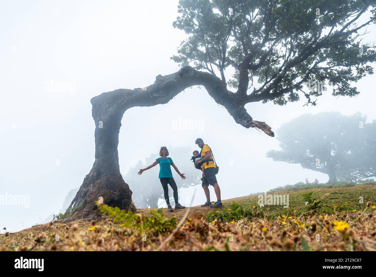 Fanal forest with fog in Madeira, a family with their baby under a laurel tree, mystical, mysterious Stock Photo