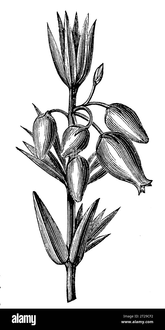 Erica cinerea, digitally restored from 'The Condensed American Encyclopedia' published in 1882. Stock Photo