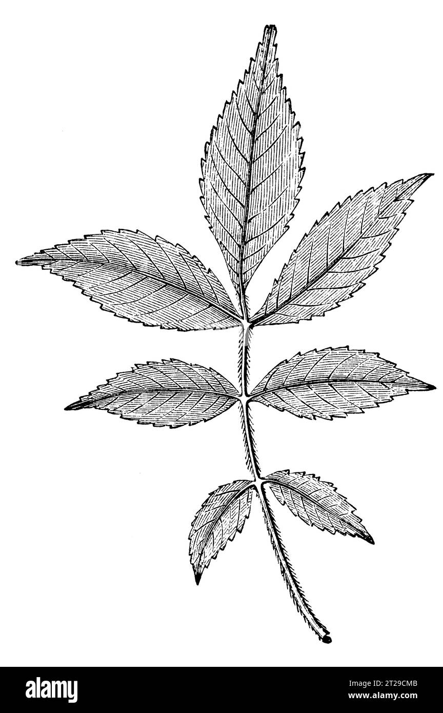 Carya tomentosa, digitally restored from 'The Condensed American Encyclopedia' published in 1882. Stock Photo