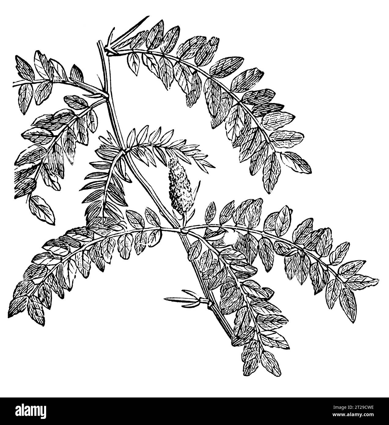 Gleditsia triacanthos, digitally restored from 'The Condensed American Encyclopedia' published in 1882. Stock Photo