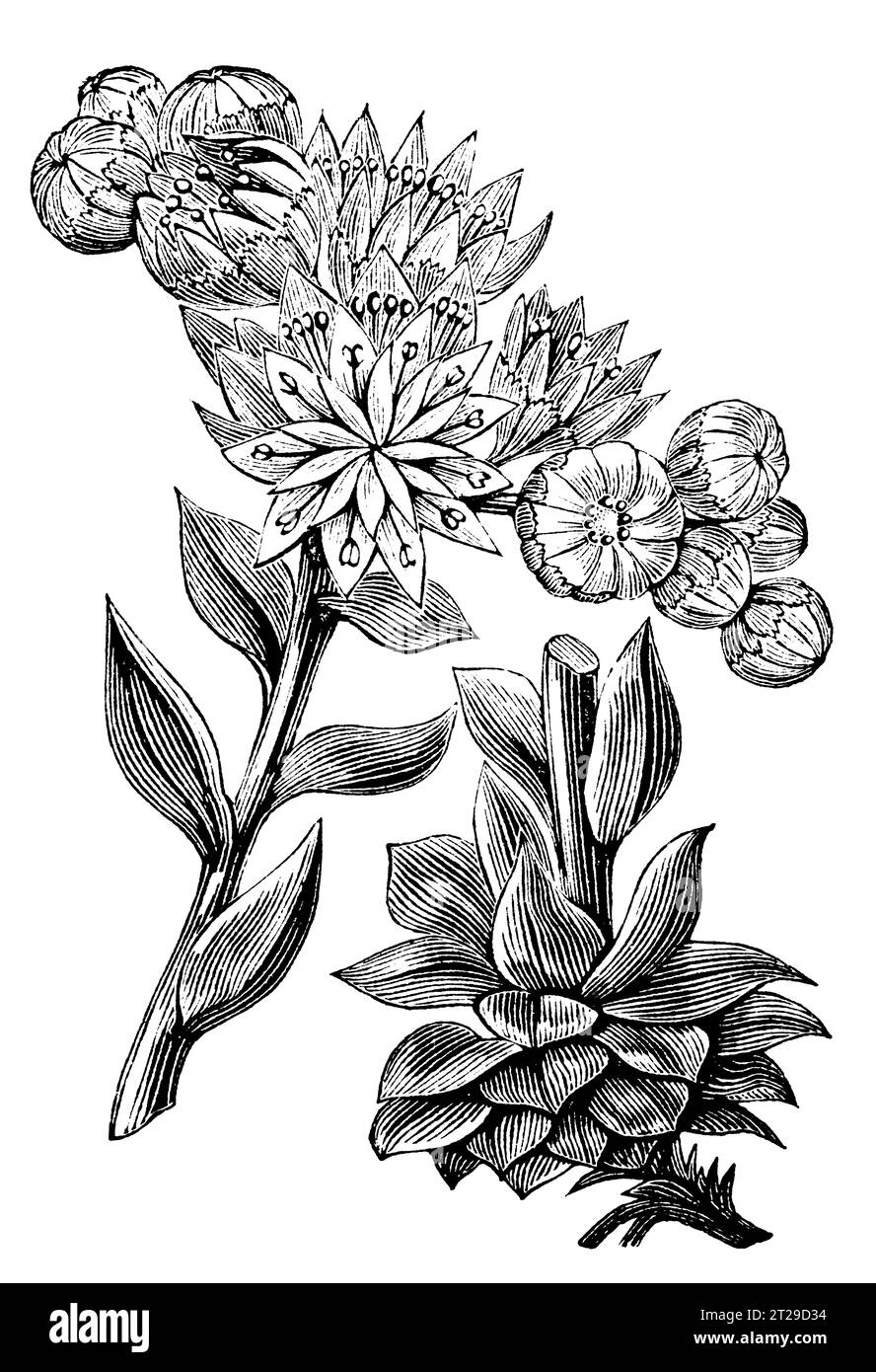 Sempervivum tectorum, digitally restored from 'The Condensed American Encyclopedia' published in 1882. Stock Photo