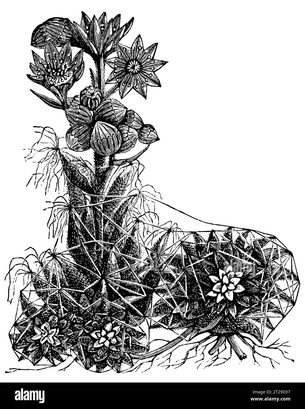 Sempervivum arachnoideum, digitally restored from 'The Condensed American Encyclopedia' published in 1882. Stock Photo