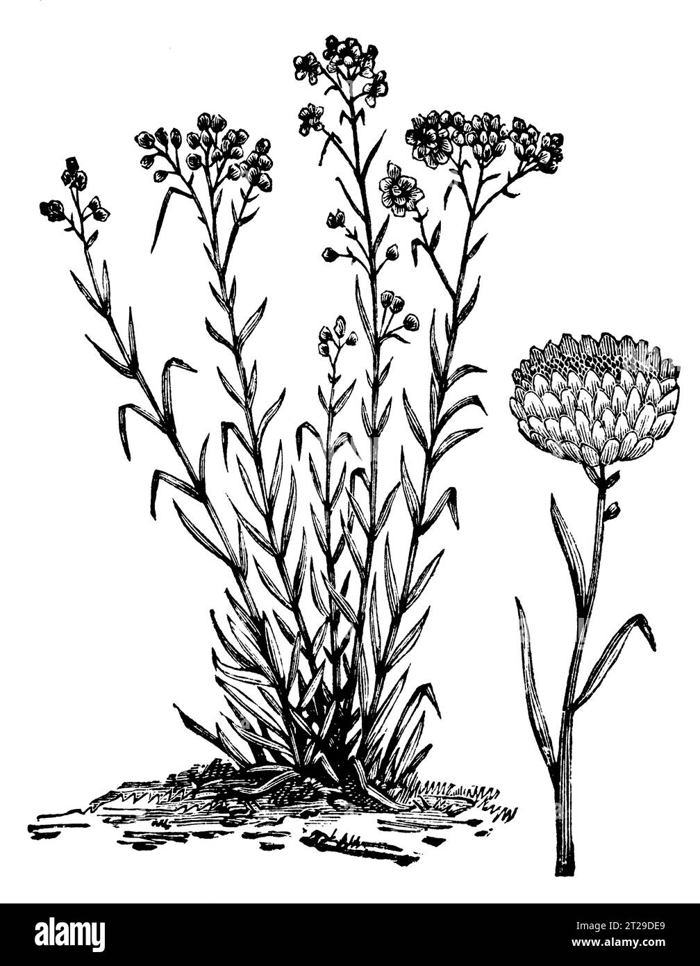 Helichrysum orientale, digitally restored from 'The Condensed American Encyclopedia' published in 1882. Stock Photo