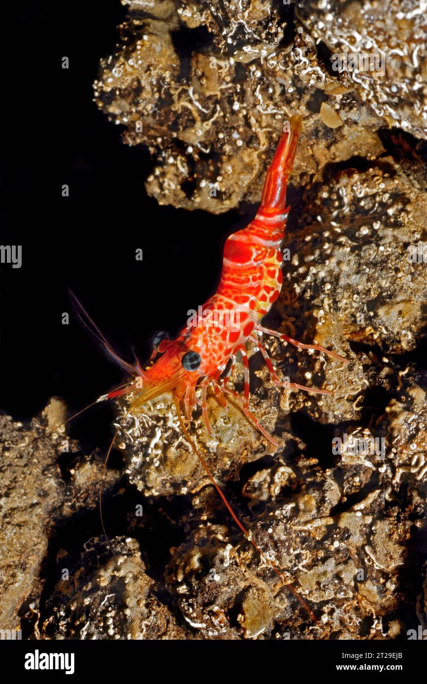 Atlantic dancing shrimp (Cinetorhynchus rigens) sitting in front of small cave in lava rock reef, Eastern Atlantic, Canary Islands, Spain Stock Photo