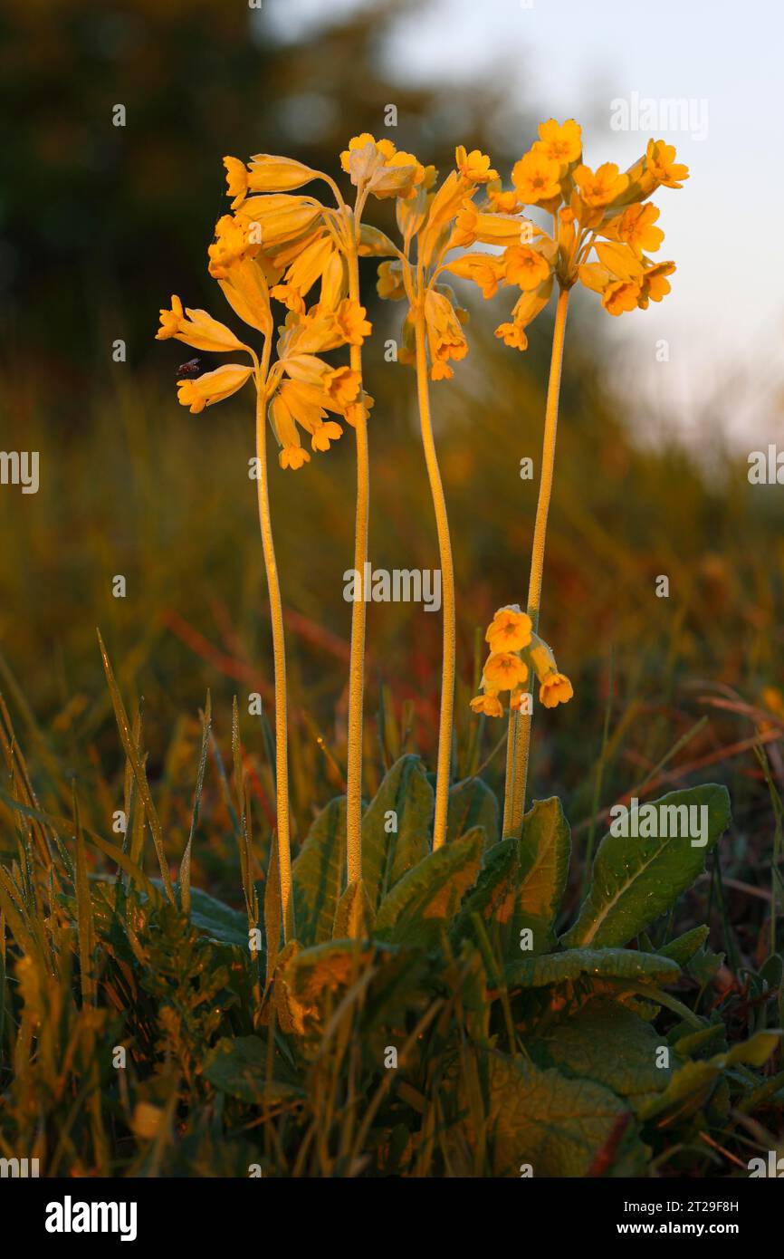 Common cowslip (Primula veris) (synonym: Primula officinalis), flower ...