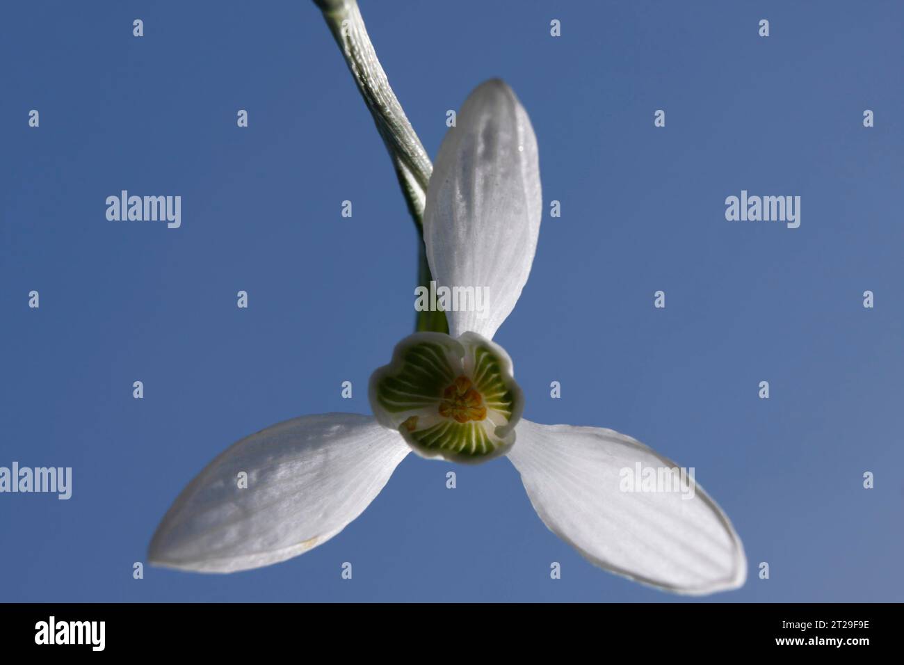 Small snowdrop, common snowdrop (Galanthus nivalis), flower, view from below, Strohauser Plate, Wesermarsch district, Lower Saxony Stock Photo
