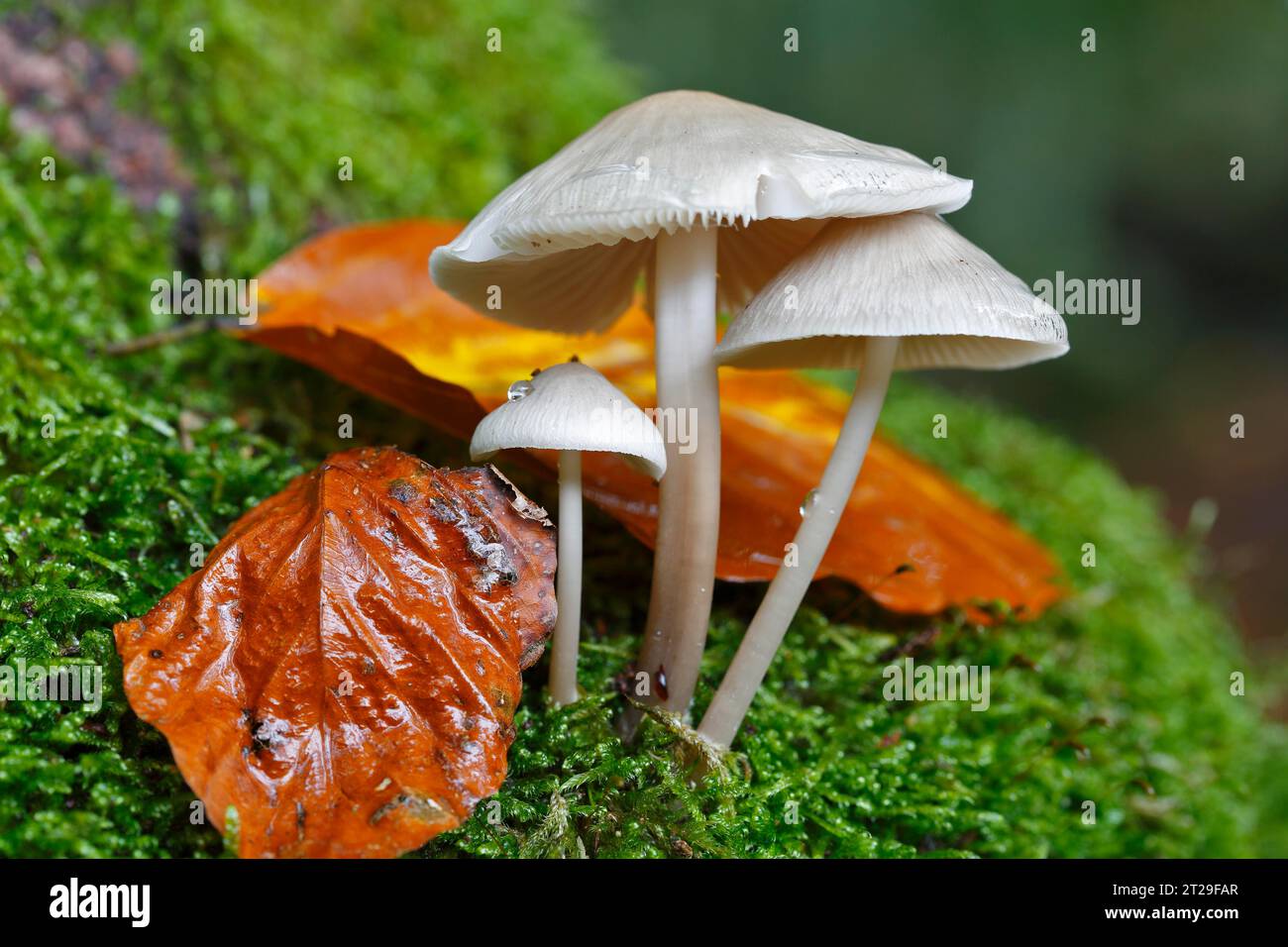 Ivory Snail (Hygrophorus eburneus) on wet moss, Mueritz National Park, Mecklenburg-Western Pomerania, Germany Stock Photo