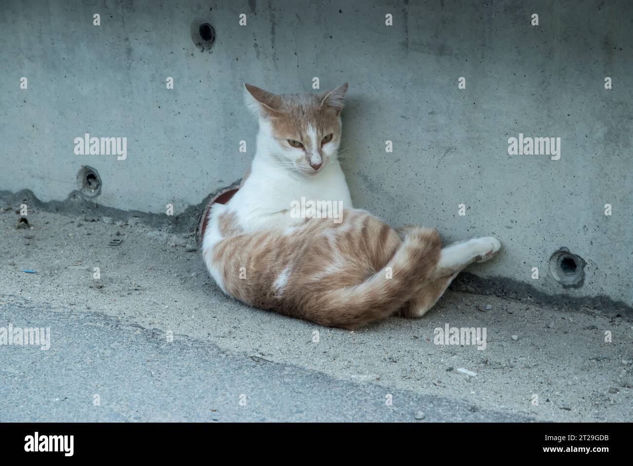 Wysoki Drapak: Klasyka i Nowoczesność w Jednym