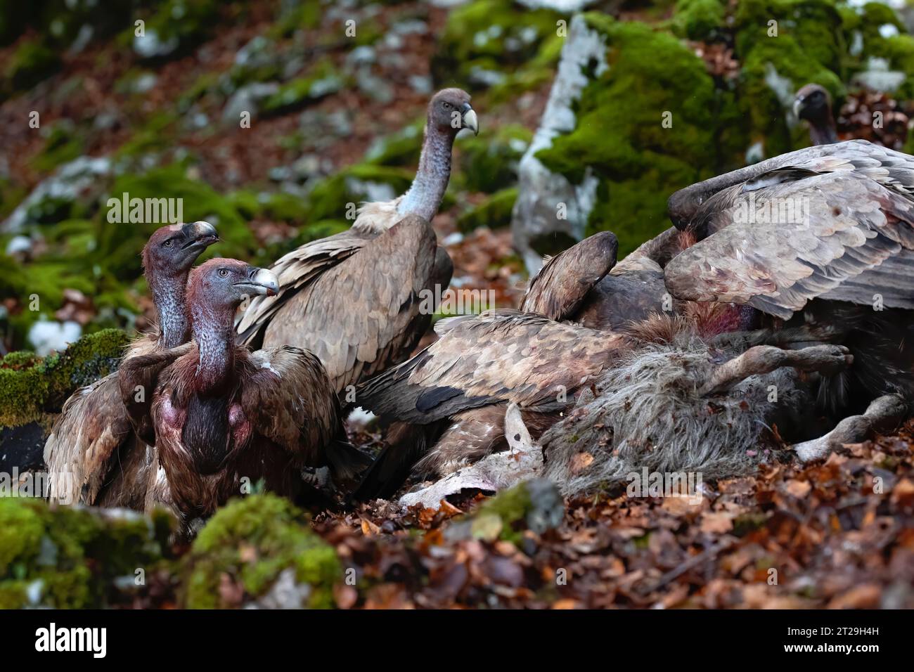 group of vultures in the forest with their heads full of blood after feeding on a fallen sheep. carrion eaters, birds of prey. horizontal and copy spa Stock Photo