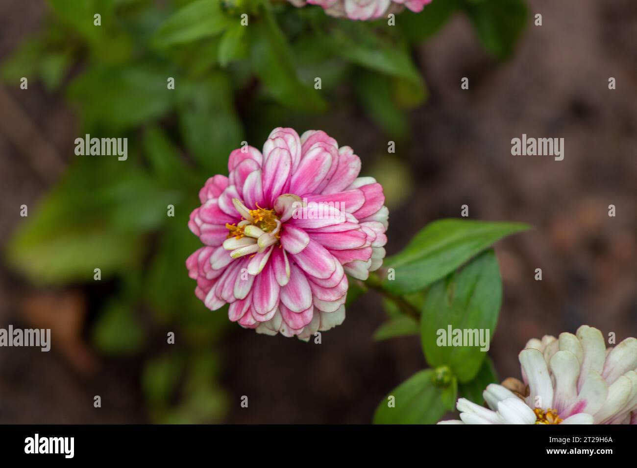Pink and white striped Dahlia on stem . High quality photo Stock Photo