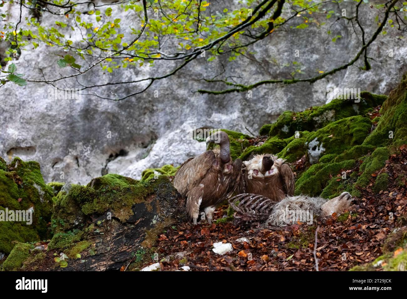 horizontal portrait of two vultures eating a dead bird. birds of prey in their habitat, a beech forest with rock in the background. scavenger birds. s Stock Photo