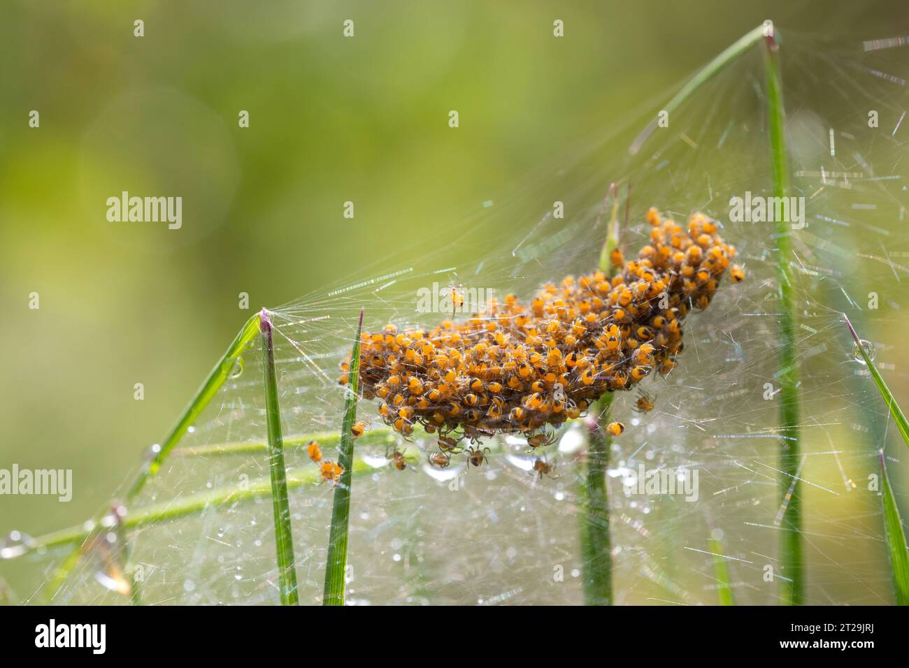 nest of yellow spiders, thousands of them piled up in a perfect silk sack held in the grass with dewdrops, green background. Copy space. Stock Photo