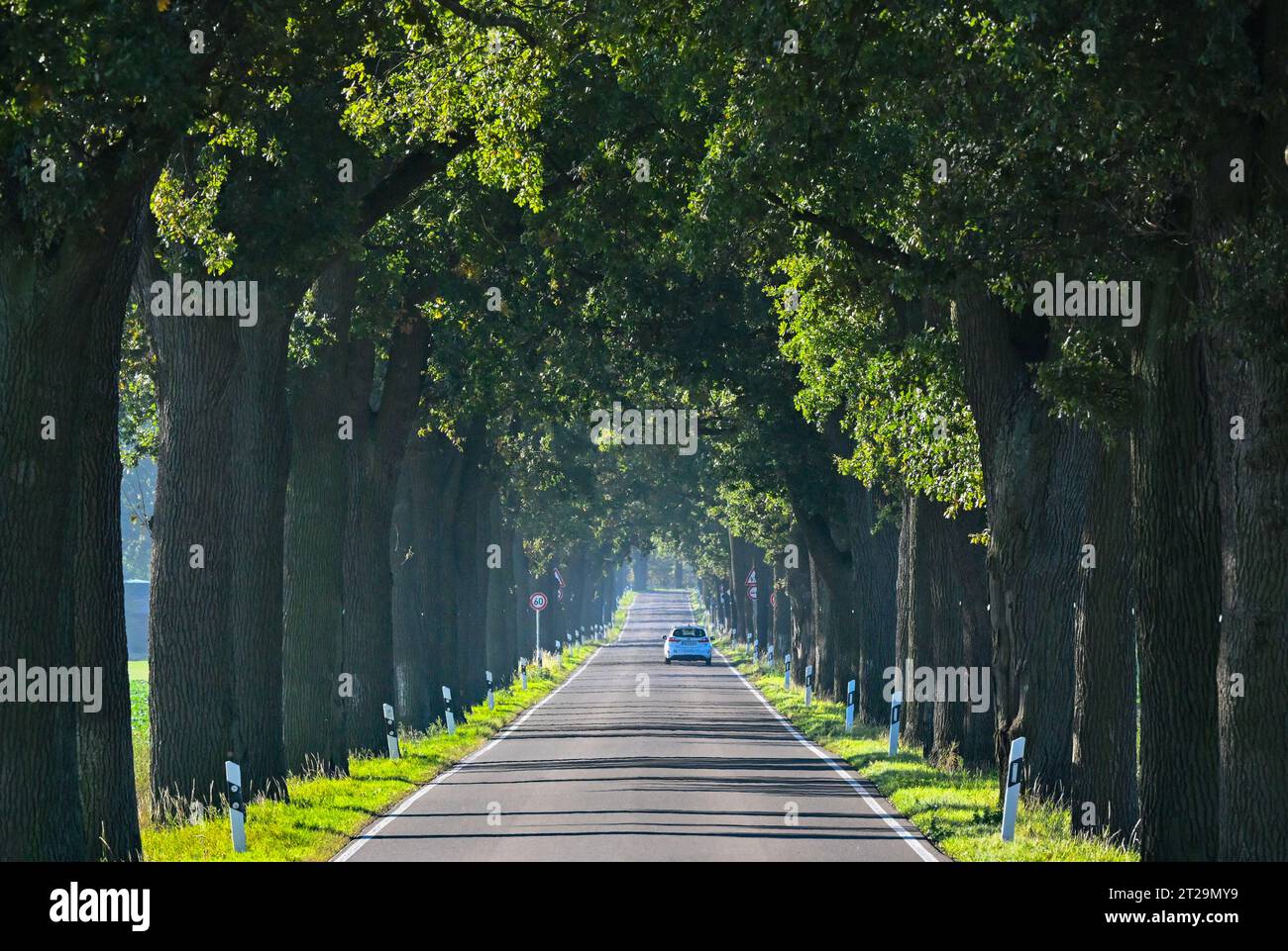 Heinersdorf, Germany. 18th Oct, 2023. A car drives along an avenue of oaks. The trees along this road in East Brandenburg are over 100 years old. 20.10.2023 is the day of the avenue in Germany. Since 2008, October 20 has been dedicated to tree-lined streets in Germany as the nationwide Day of the Alley. The trend for avenues is already more than 200 years old. The systematic planting of avenues along paths and roads in Germany began at the end of the 18th century. Credit: Patrick Pleul/dpa/Alamy Live News Stock Photo
