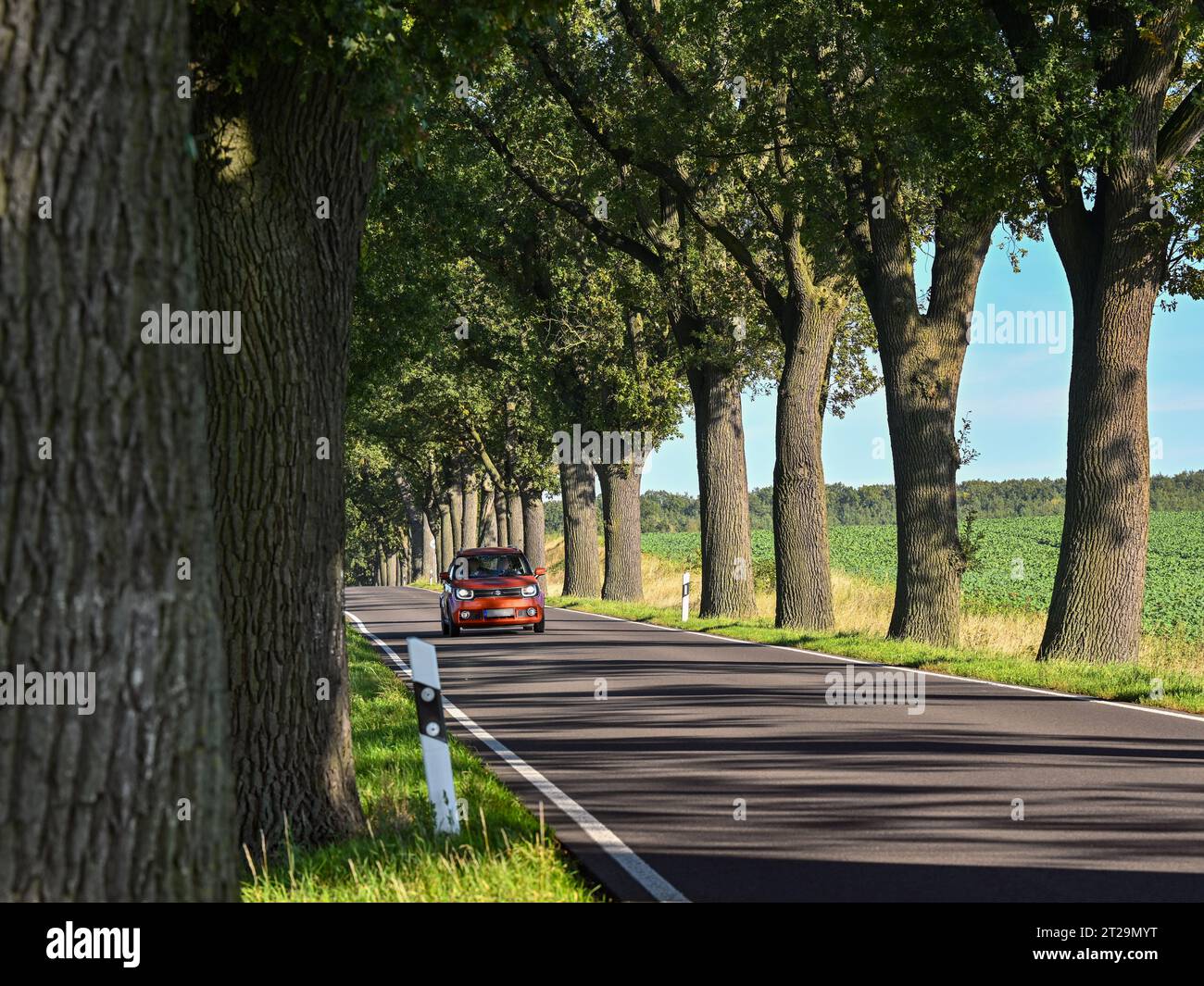 Heinersdorf, Germany. 18th Oct, 2023. A car drives along an avenue of oaks. The trees along this road in East Brandenburg are over 100 years old. 20.10.2023 is the day of the avenue in Germany. Since 2008, October 20 has been dedicated to tree-lined streets in Germany as the nationwide Day of the Alley. The trend for avenues is already more than 200 years old. The systematic planting of avenues along paths and roads in Germany began at the end of the 18th century. Credit: Patrick Pleul/dpa/Alamy Live News Stock Photo