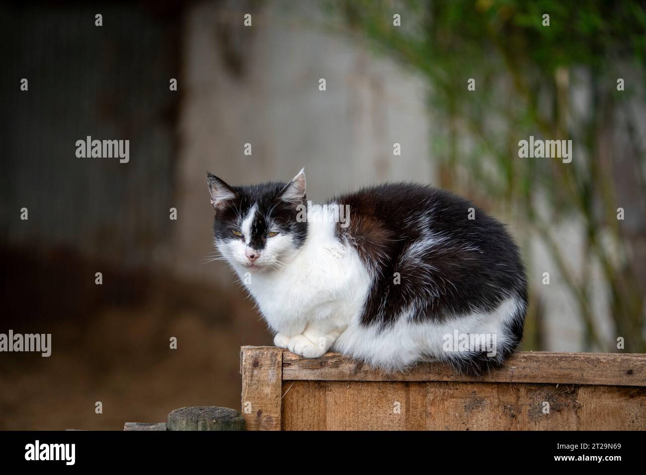 Black and white cat on a wooden fence at the farm Stock Photo