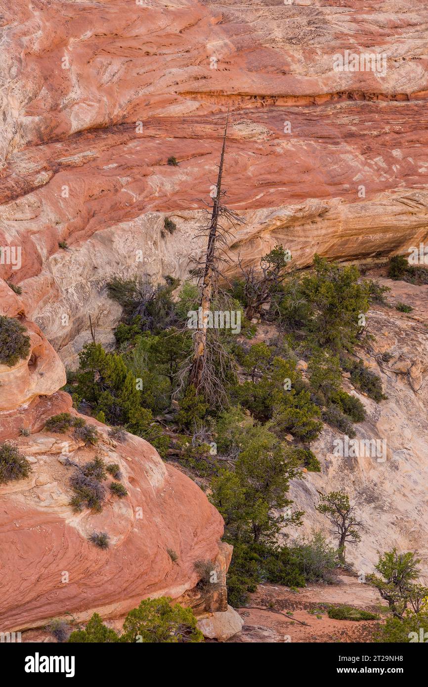 A dead Ponderosa pine in Arch Canyon surrounded by pinyons & junipers.  Shash Jaa Unit, Bears Ears National Monument, Utah. Stock Photo